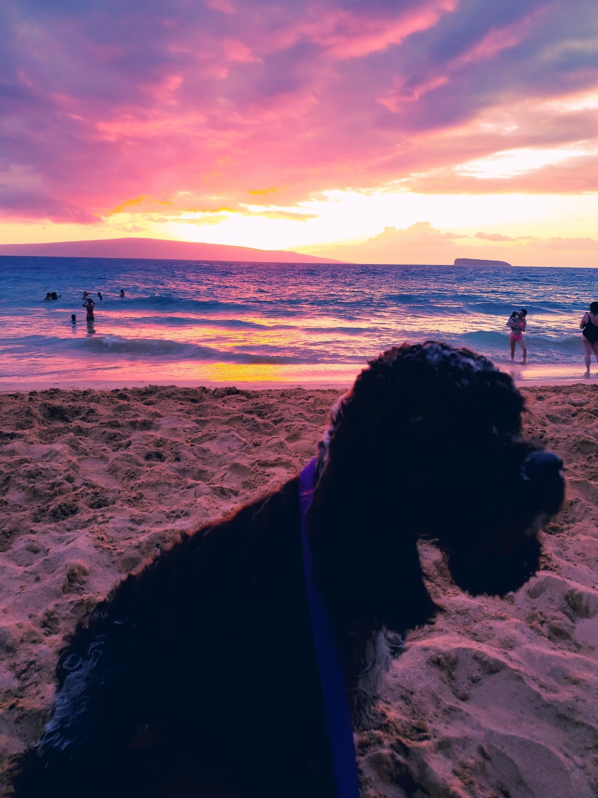 A dog silhouetted beside the ocean at a glowing Maui sunset